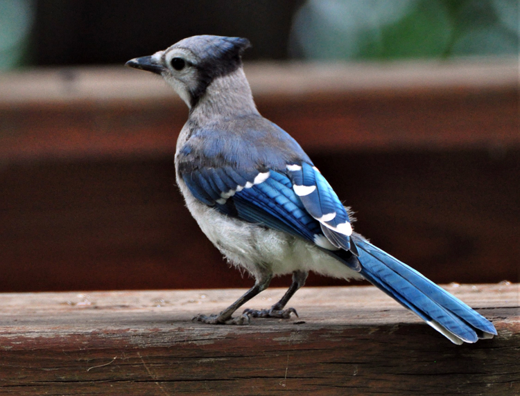 blue jay